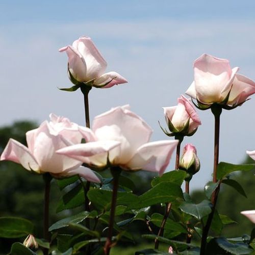 Porcelanowo-różowy - róża wielkokwiatowa - Hybrid Tea